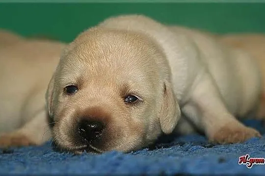 Labrador Retriever biszkoptowe szczenieta FCI