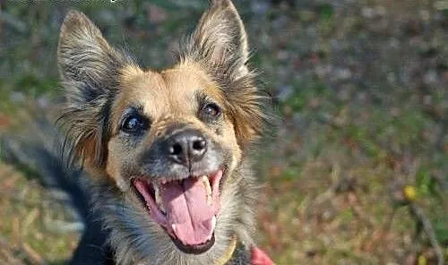 Adoptując Rysie zyskasz wspaniałą przyjaciółkę na
