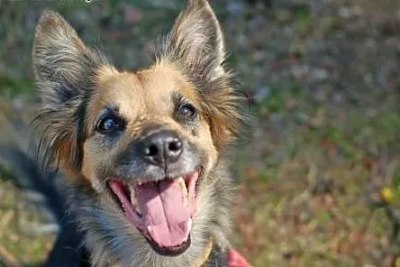 Adoptując Rysie zyskasz wspaniałą przyjaciółkę na 