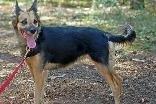 Adoptując Rysie zyskasz wspaniałą przyjaciółkę na 