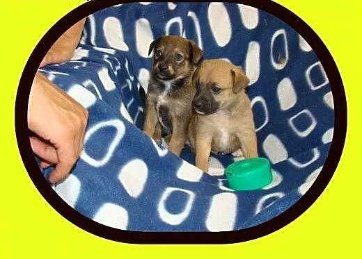 ADOPCJA Małe szczeniaczki dwu miesięczne, szukają