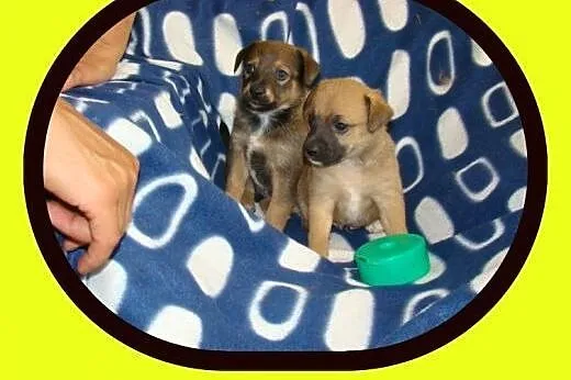 ADOPCJA Małe szczeniaczki dwu miesięczne, szukają 