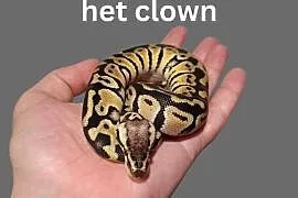 Pyton Królewski Pastel Het Clown
