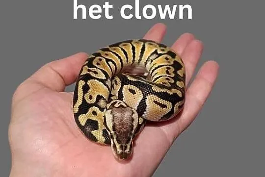 Pyton Królewski Pastel Het Clown
