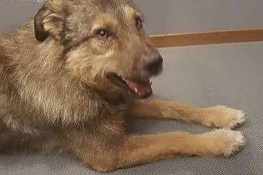 Sid - psi anioł, grzeczny i wychowany, kto pokocha psa?,  Kundelki cała Polska