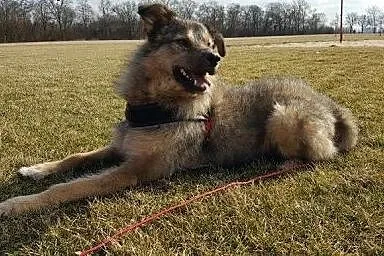 Sid - psi anioł, grzeczny i wychowany, kto pokocha