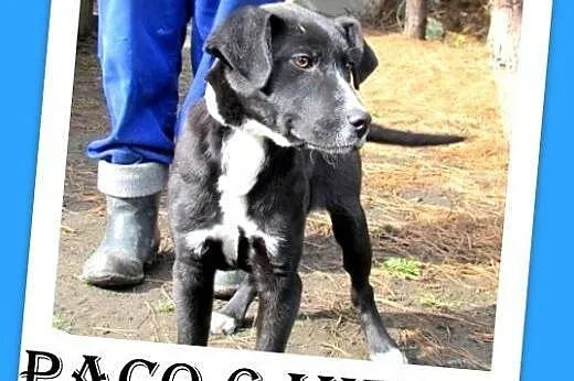 6 mies.szczeniak,wesoły,rezolutny piesek PACO.Pilna adopcja,  dolnośląskie Wrocław