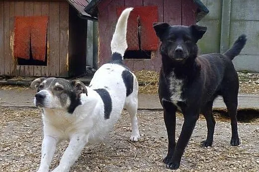 Dandi - spokojny, ale troszkę wycofany psiaczek, p