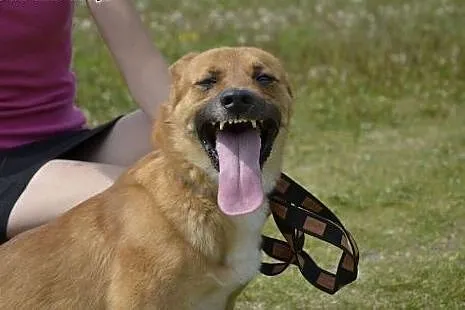Kto pokocha świetnego, mega towarzyskiego Kodżaka?