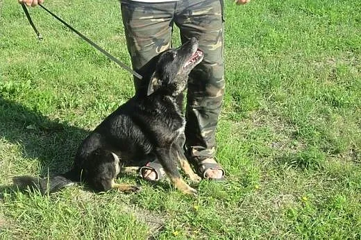Rafia czeka na domek,  Kundelki cała Polska