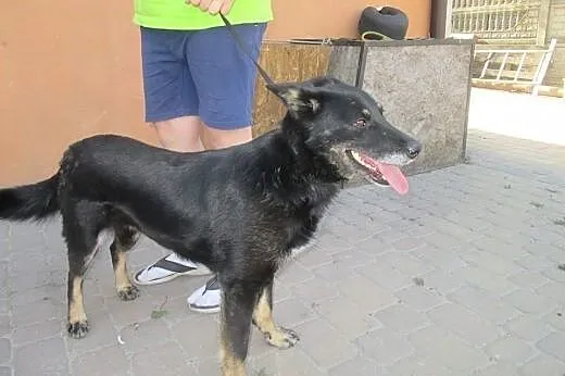 Rafia czeka na domek,  Kundelki cała Polska