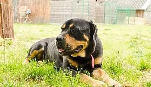 Dyrektor – silny rottweiler łagodny jak baranek