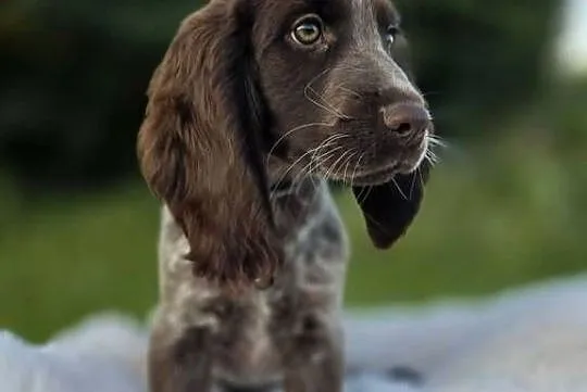 Polski Spaniel Myśliwski szczenię HARRY
