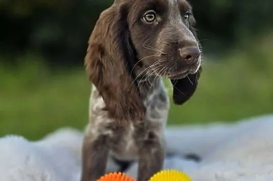 Polski Spaniel Myśliwski szczenię HARRY, Warmińsko-mazurskie, Święta Lipka