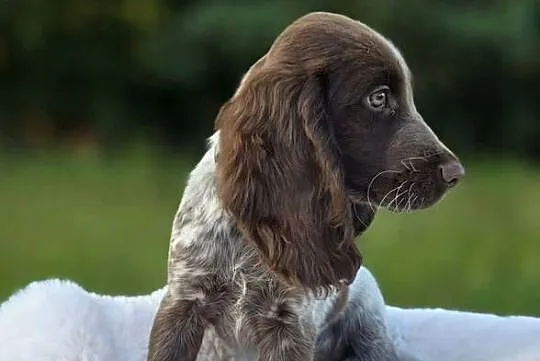 Polski Spaniel Myśliwski szczenię HARRY, Warmińsko-mazurskie, Święta Lipka