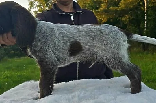 Polski Spaniel Myśliwski szczenię HARRY, Warmińsko-mazurskie, Święta Lipka