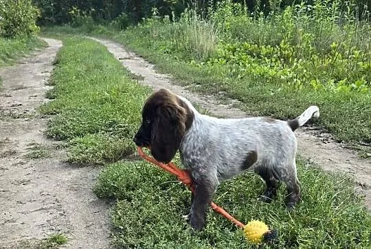 Polski Spaniel Myśliwski szczenię HARRY, Warmińsko-mazurskie, Święta Lipka