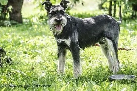 Tobi szuka domu,  małopolskie Miechów
