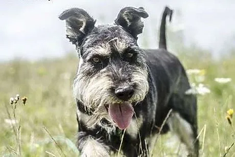 Tobi szuka domu,  małopolskie Miechów