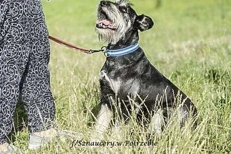 Tobi szuka domu,  małopolskie Miechów