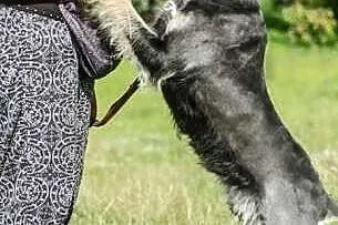Tobi szuka domu,  małopolskie Miechów