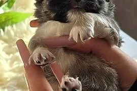 Chihuahua Sobolowy Mini  Xxs ***