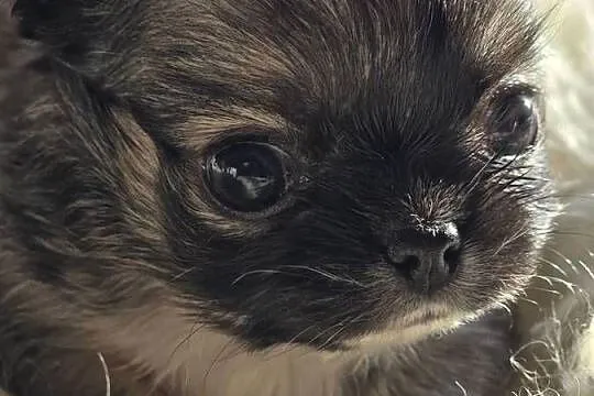 Chihuahua Sobolowy Mini  Xxs ***, Śląskie, Bielsko-Biała