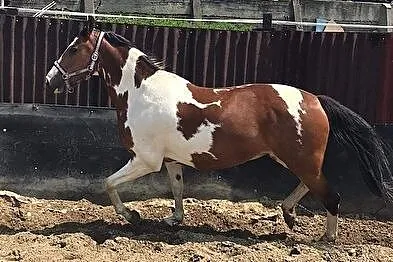 Piękna łaciata klacz, Mikołów