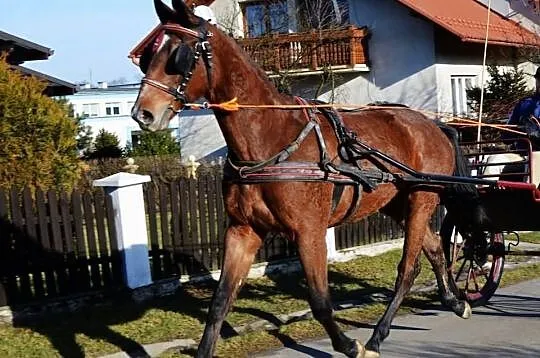 Sprzedam Klacz do sportu, skoki, ujeżdżenie, hodow
