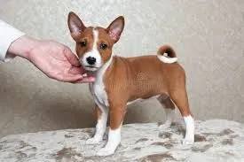 Kolejny szczeniak rasy basenji gotowy do odbioru, skontaktuj się ze mną już teraz., , Legnica