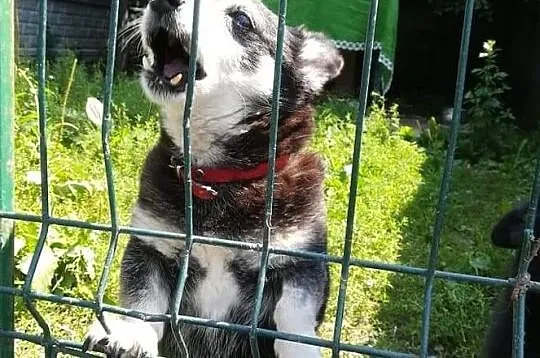 Pokochaj mnie daj mi domek na stare lata