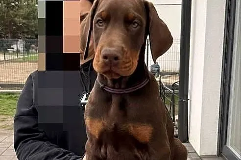 Twój przyszły Doberman zaczyna się tutaj.
