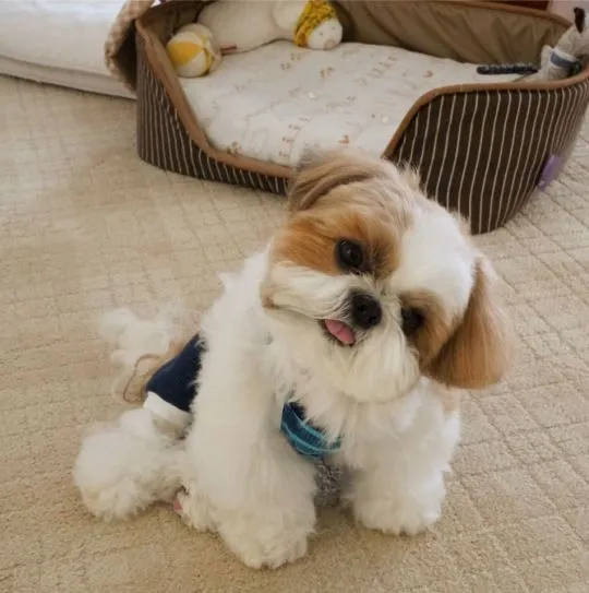 Szczenięta rasy Shih Tzu gotowe na nowy dom........