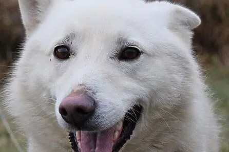 Śniezek, biały HUSKY, energiczny i niezwykle przyjazny :)