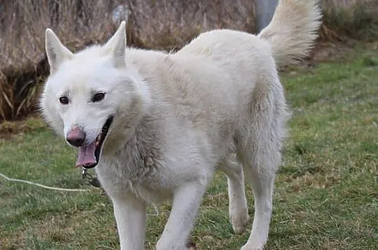 Śniezek, biały HUSKY, energiczny i niezwykle przyj