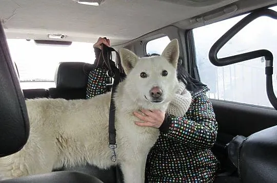 Śniezek, biały HUSKY, energiczny i niezwykle przyj