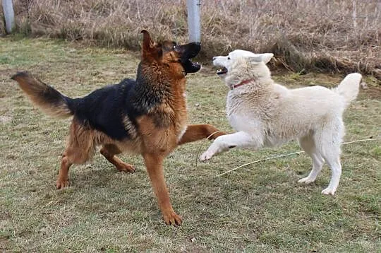 Śniezek, biały HUSKY, energiczny i niezwykle przyj