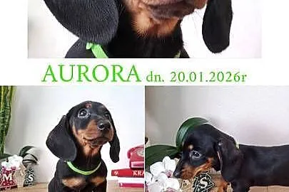SUCZKA Jamnik krótkowłosy Czarna podpalana AURORA Kraków, Małopolskie, Kraków