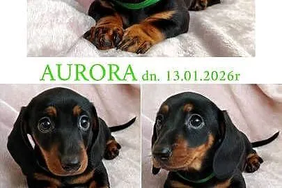 SUCZKA Jamnik krótkowłosy Czarna podpalana AURORA Kraków, Małopolskie, Kraków