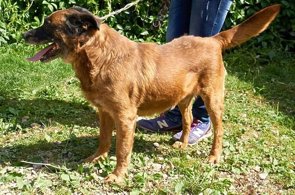 Nevil-bezproblemowy pies 9 lat w schronisku!, śląskie Częstochowa, Śląskie, Częstochowa