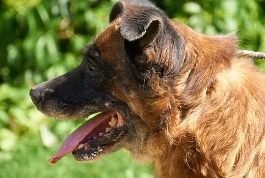 Nevil-bezproblemowy pies 9 lat w schronisku!,  śląskie Częstochowa, Śląskie, Częstochowa