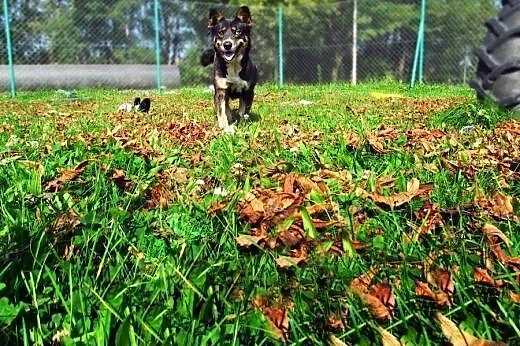 Mija wyczekuje swojego człowieka,  małopolskie Tar