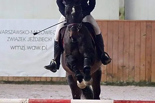 Młody skoczek gr E, , 