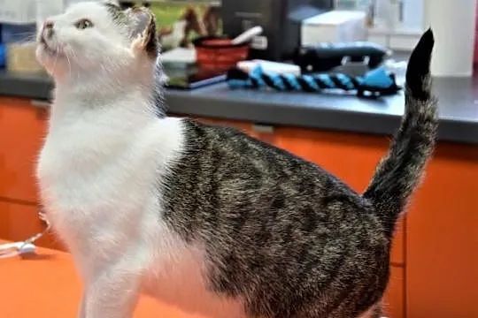 PUSIA- kotka z białaczką szuka domu bez innych kot, Warszawa