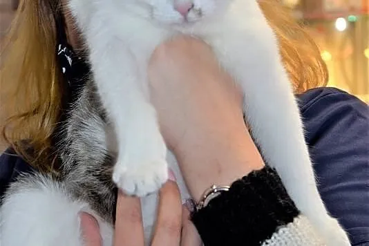 PUSIA- kotka z białaczką szuka domu bez innych kot, Warszawa