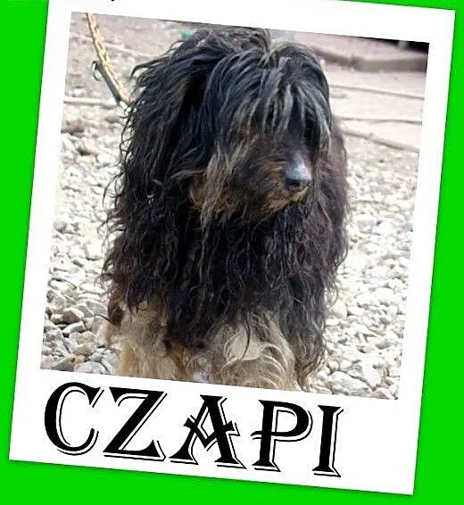 PON mix,przyjazny,łagodny kudłacz CZAPI.Adopcja,
