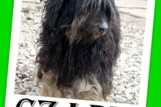 PON mix,przyjazny,łagodny kudłacz CZAPI.Adopcja,  