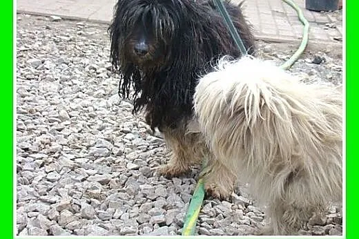 PON mix,przyjazny,łagodny kudłacz CZAPI.Adopcja,  