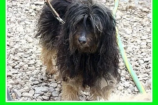 PON mix,przyjazny,łagodny kudłacz CZAPI.Adopcja,  
