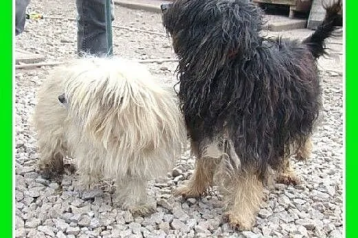 PON mix,przyjazny,łagodny kudłacz CZAPI.Adopcja,  